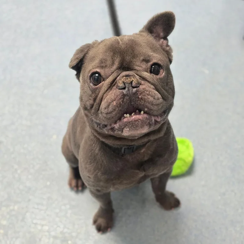 An adult small-sized male Gray / Blue / Silver French Bulldog dog named Rhino for adoption in East Hanover, NJ