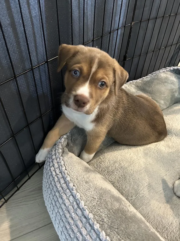 A baby medium-sized male Husky dog named Milky Way for adoption in Pflugerville, TX