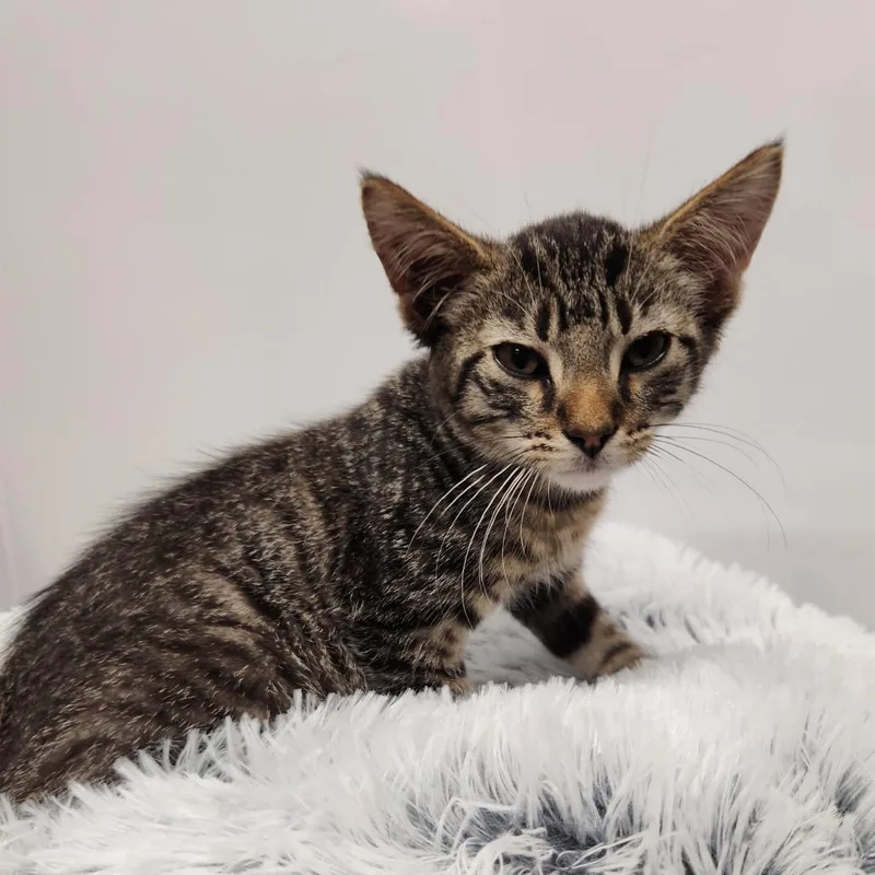 A baby small-sized male Black Domestic Short Hair cat named Mr Man for adoption in Fort Wayne, IN