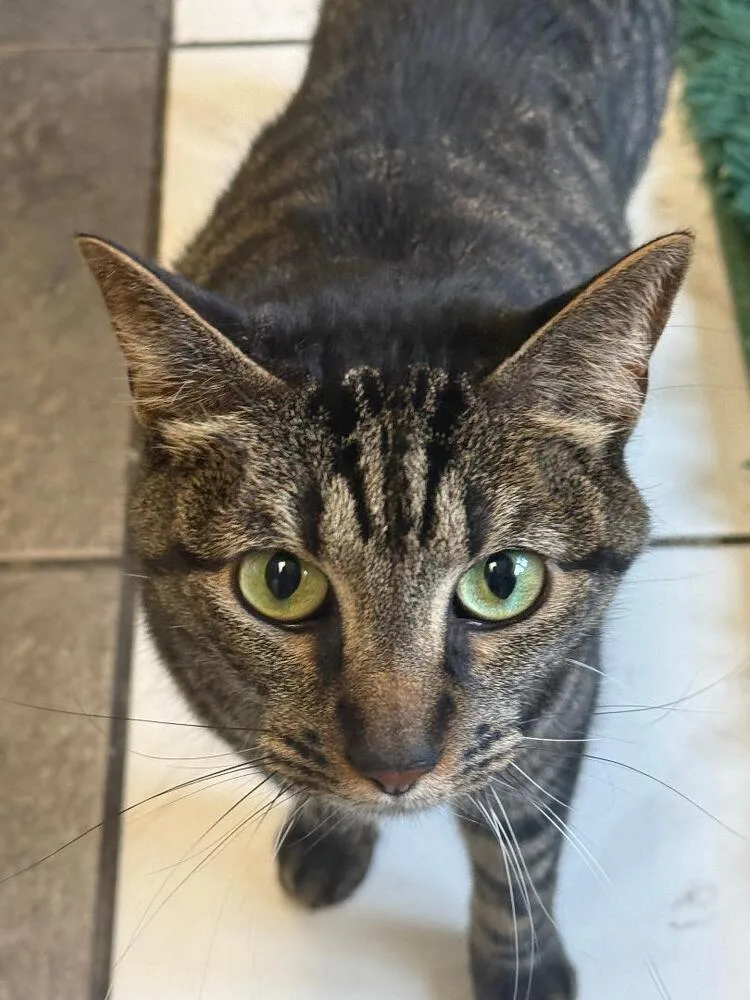 An adult medium-sized male Brown / Chocolate Domestic Short Hair cat named Whiskey for adoption in Breinigsville, PA