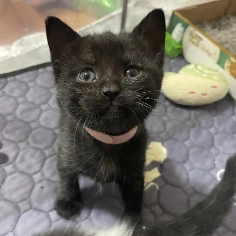 A baby medium-sized female Black Domestic Short Hair cat named Baby Jane Doe for adoption in Bryan, TX