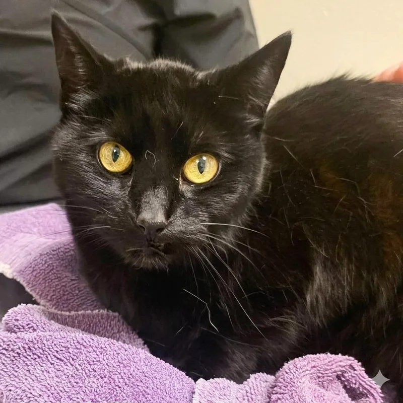 An adult medium-sized female Black Domestic Short Hair cat named Piper for adoption in South Elgin, IL