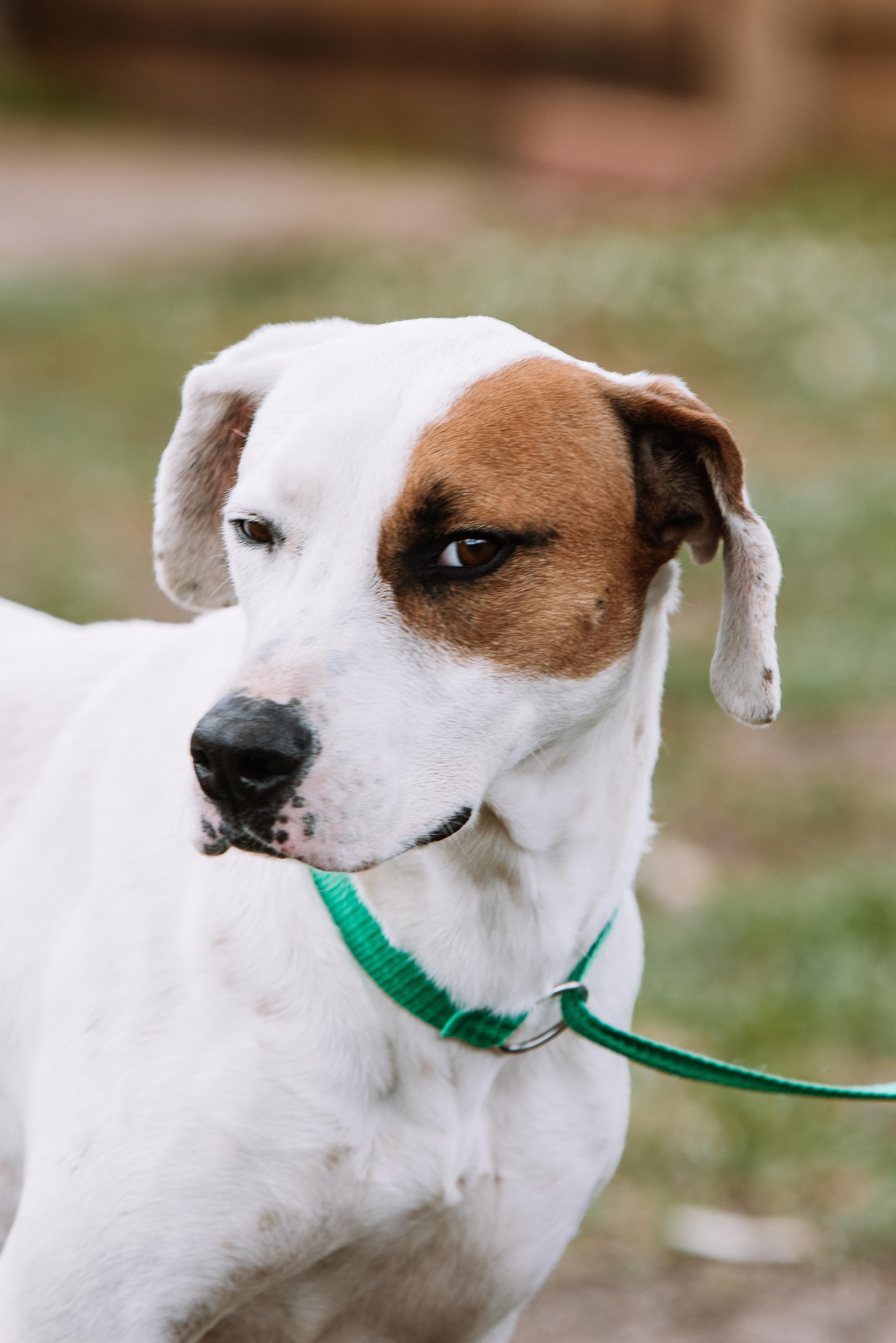 An adult medium-sized male White / Cream Hound dog named Diego for adoption in Tomball, TX