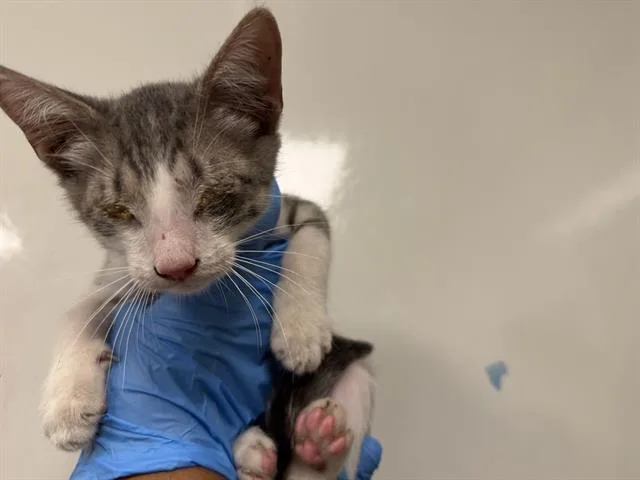 A baby small-sized male Domestic Short Hair cat named Earnest for adoption in Ontario, CA