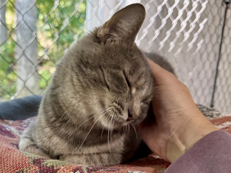 A young medium-sized female Gray / Blue / Silver Domestic Short Hair cat named Tiggy for adoption in Ashland, OH