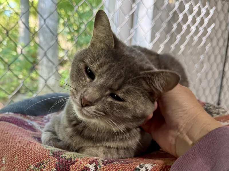 Tiggy thumbnail 5