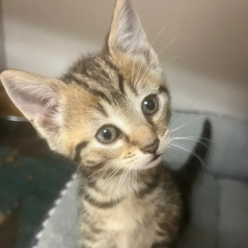 A baby small-sized male Brown / Chocolate Domestic Short Hair cat named Preacher for adoption in Winchester, VA