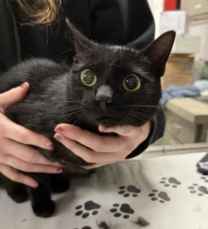 An adult medium-sized female Domestic Short Hair cat named Red Light for adoption in West Chester, PA