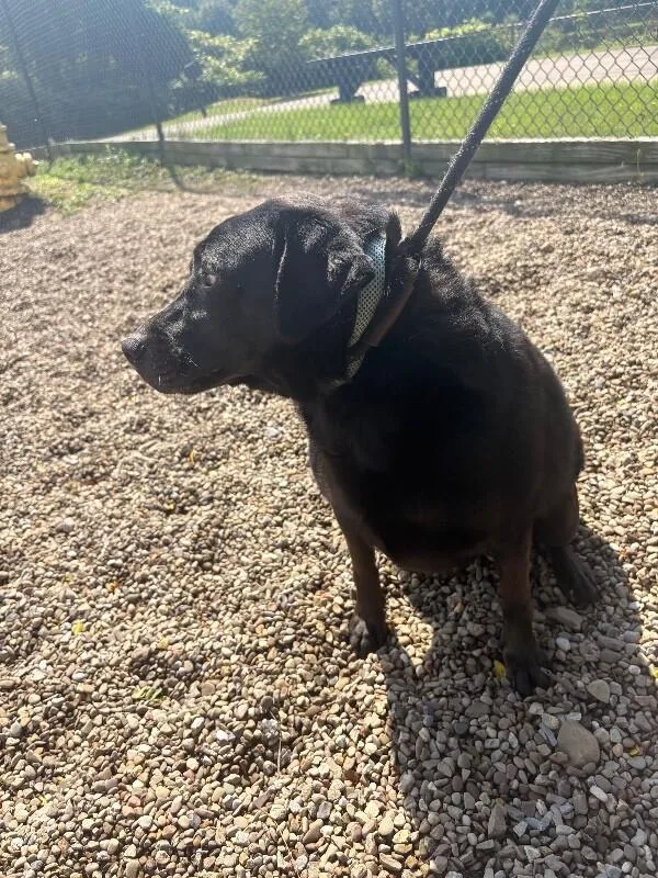 An adult medium-sized male Black Labrador Retriever dog named Quilliam for adoption in Warren, PA