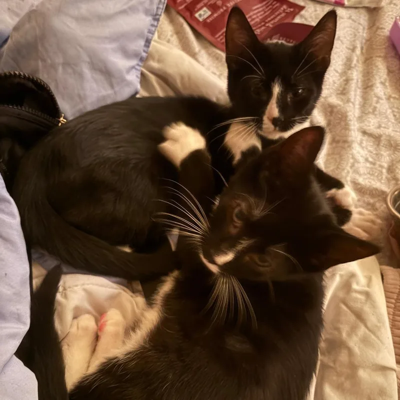 A baby small-sized male Black Domestic Short Hair cat named Dirt [brown collar] for adoption in Baltimore, MD