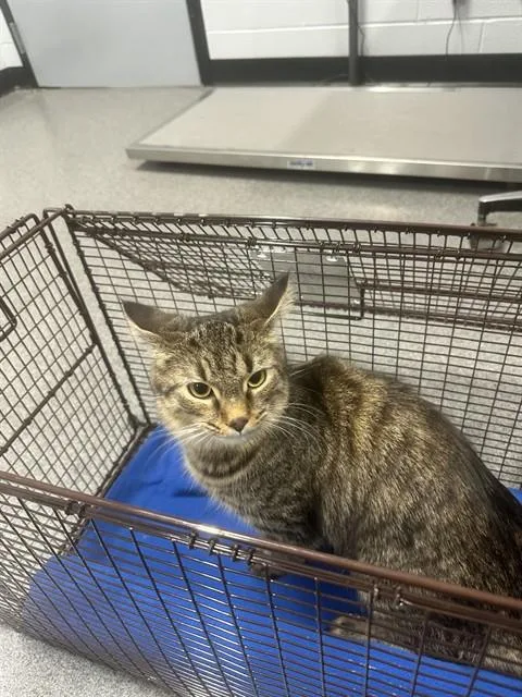 A young medium-sized female Domestic Short Hair cat named Coco for adoption in Kalamazoo, MI