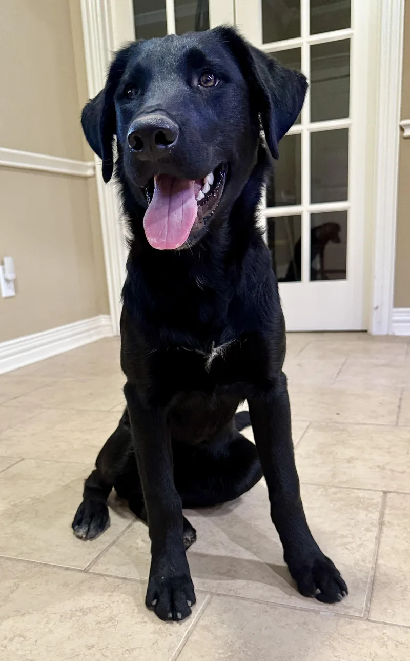 A young large-sized female Black Irish Water Spaniel dog named Gwenly for adoption in Tomball, TX