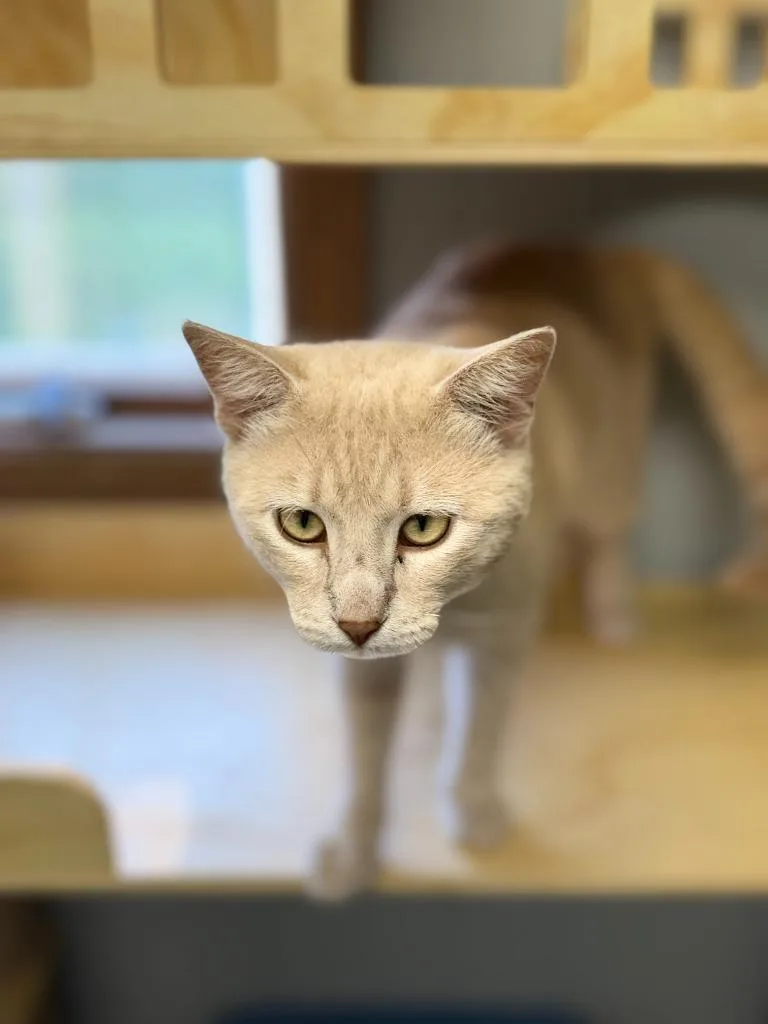 A young medium-sized male Domestic Short Hair cat named Peanutbutter for adoption in Algona, IA