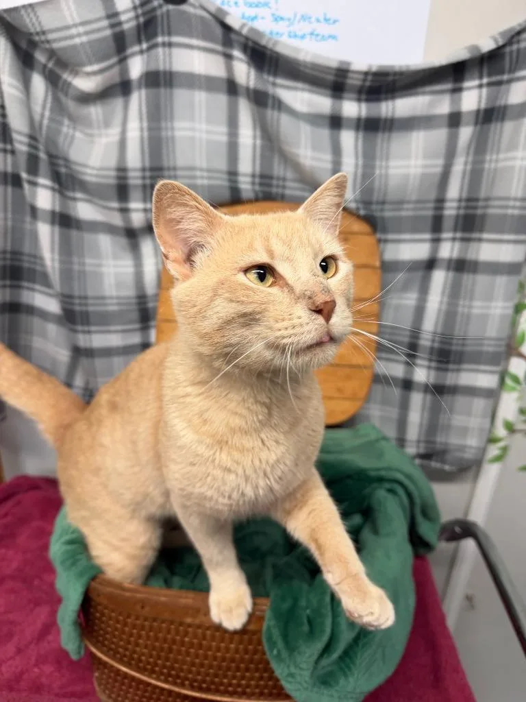 Peanutbutter thumbnail 5