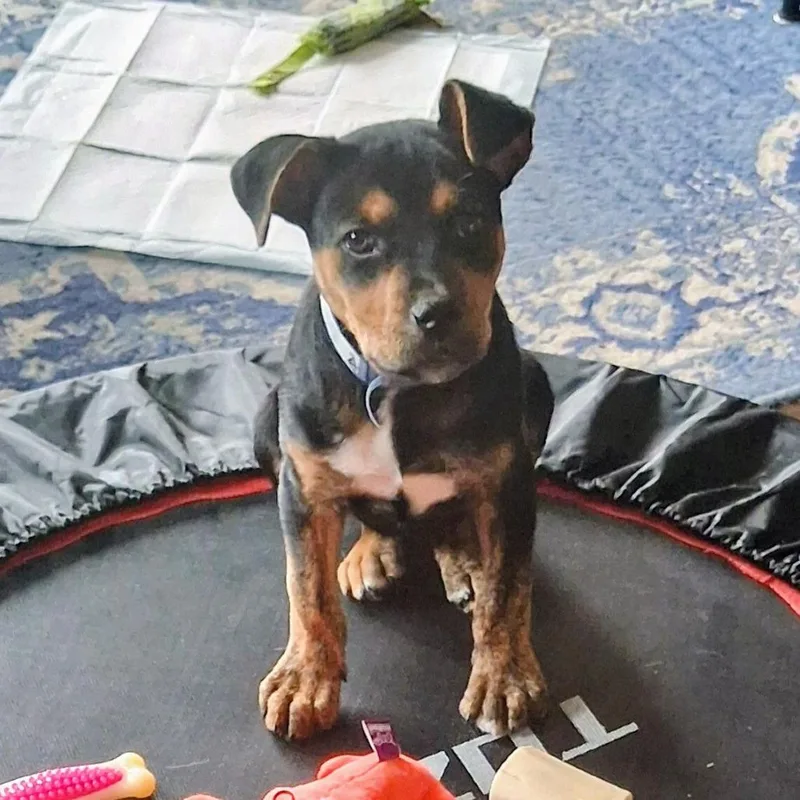 A baby small-sized female Shepherd dog named Miracle for adoption in Parker, CO