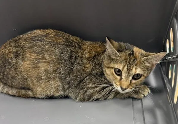 A young small-sized female Domestic Short Hair cat named If for adoption in Lawrenceville, GA