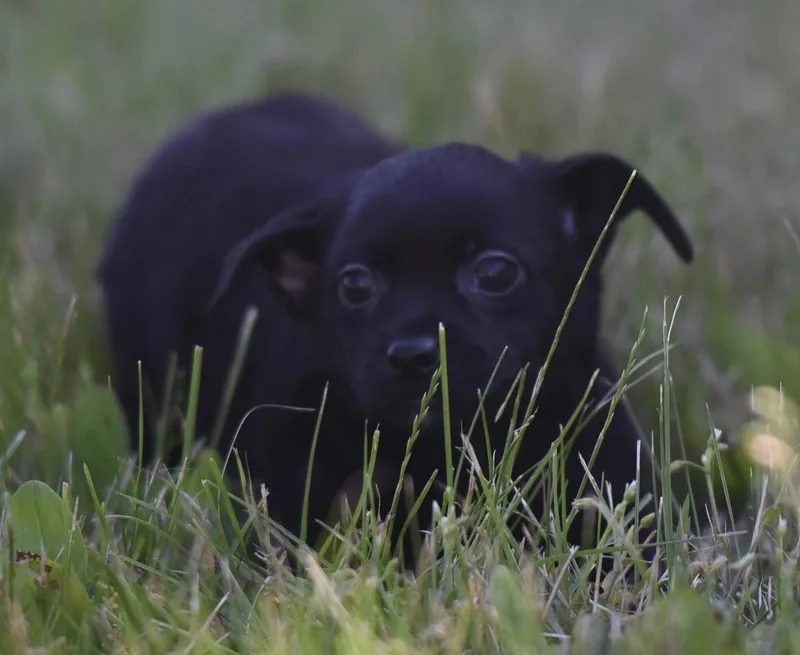 A baby small-sized female Chihuahua dog named Tatiana for adoption in Mechanicsburg, PA