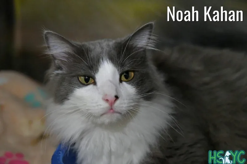 Noah Kahan
