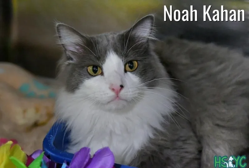 Noah Kahan thumbnail 2