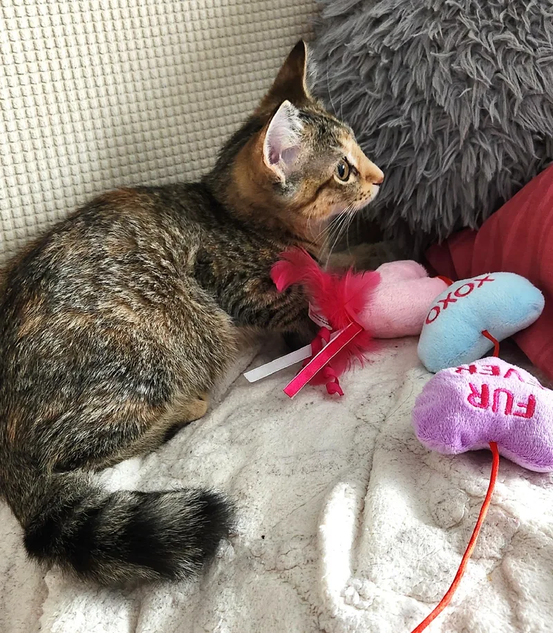 A baby medium-sized female Torbie cat named Gracie for adoption in Lombard, IL