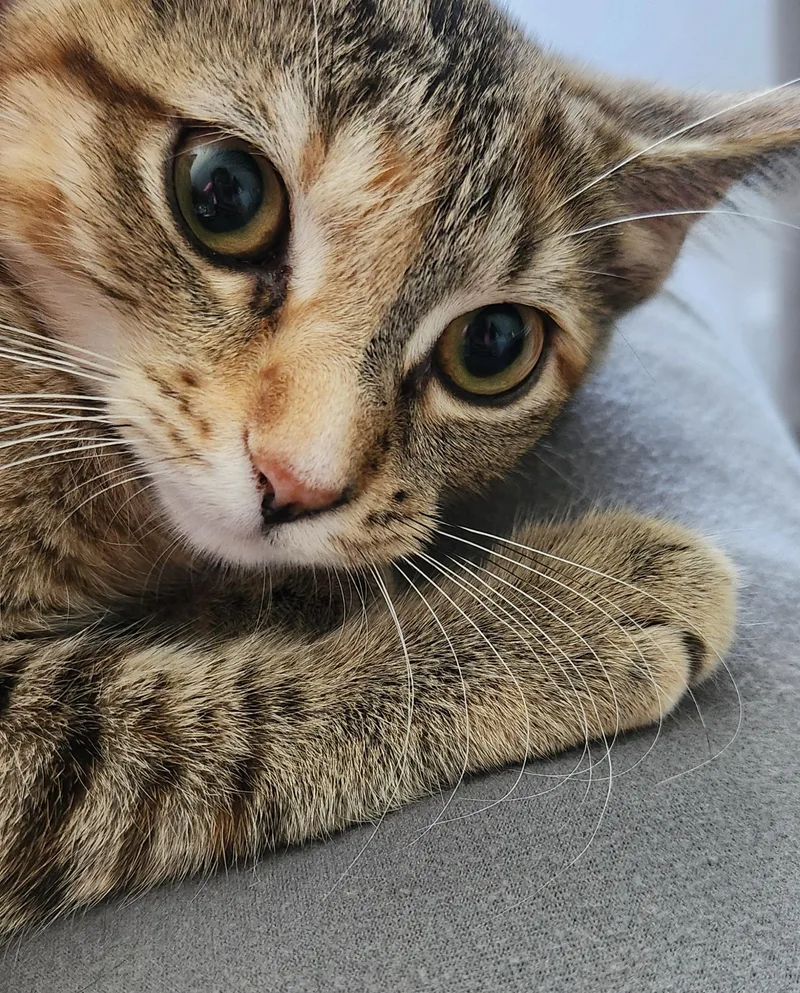 Gracie thumbnail 2
