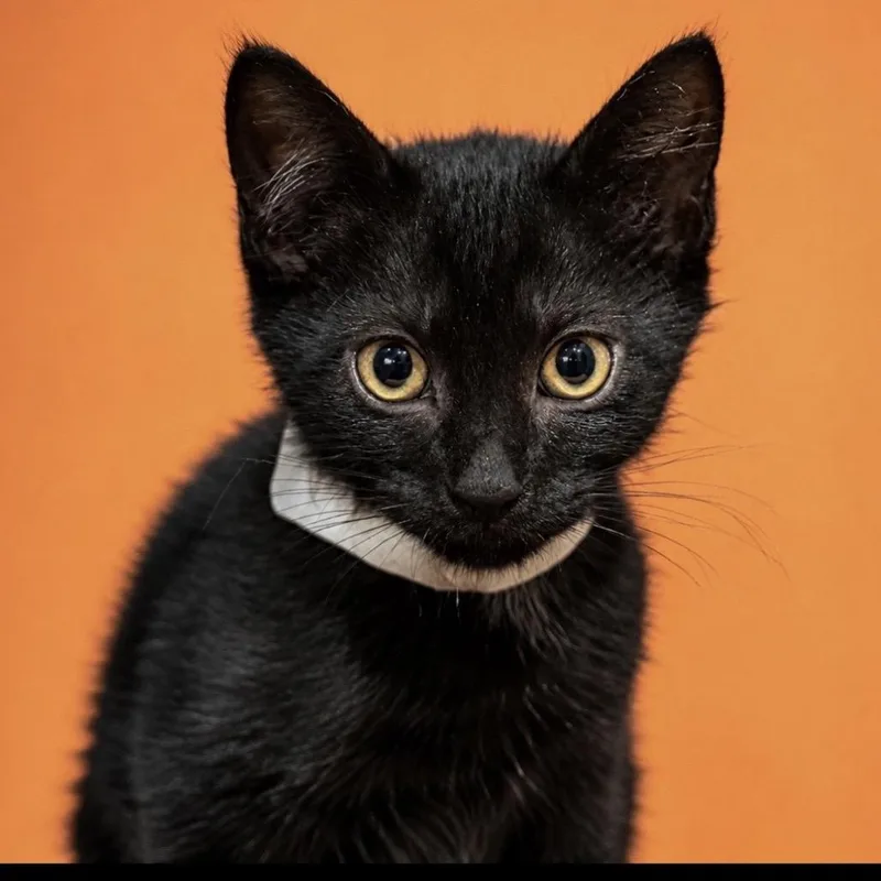 A baby small-sized male Black Domestic Short Hair cat named Jayden for adoption in Fayetteville, GA