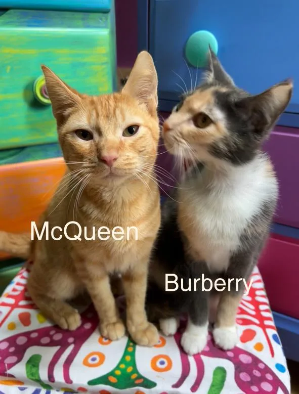 Burburry delatisse  Mcquillyn thumbnail 2