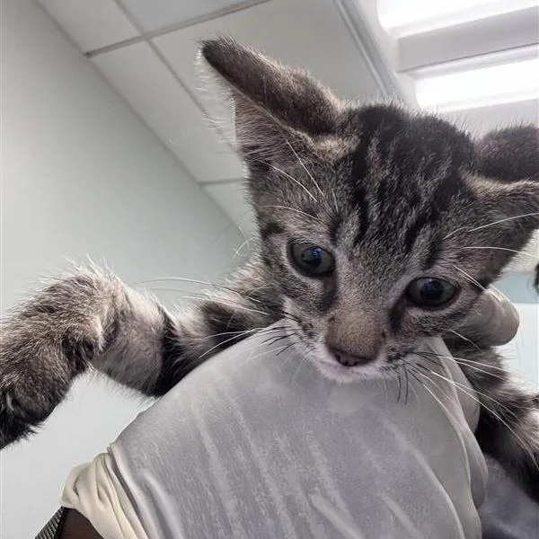 A baby small-sized male White Domestic Short Hair cat named Willow for adoption in Jacksonville, FL