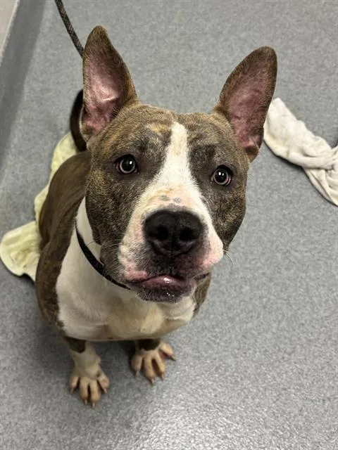 A young medium-sized male Boxer dog named Pluto for adoption in Indianapolis, IN