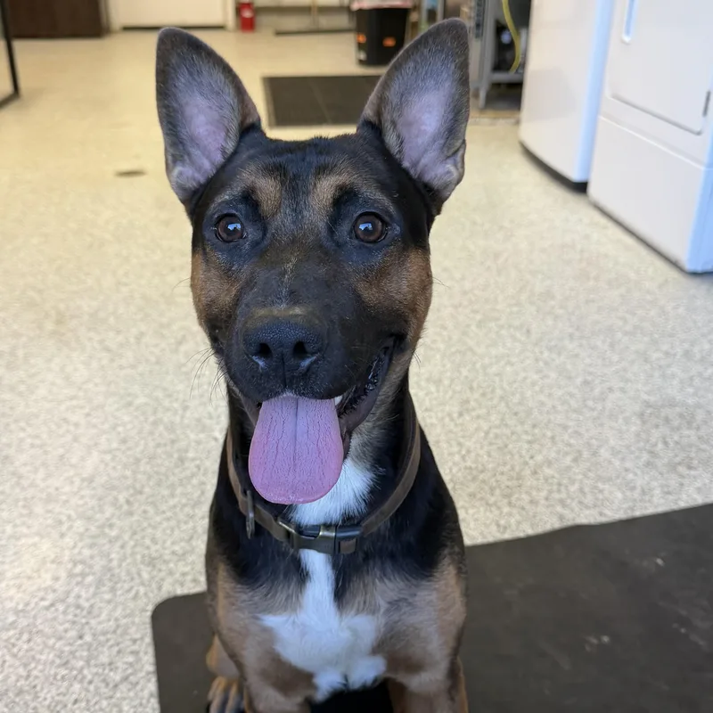 A young medium-sized male Belgian Shepherd / Malinois dog named Ranger for adoption in Hood River, OR