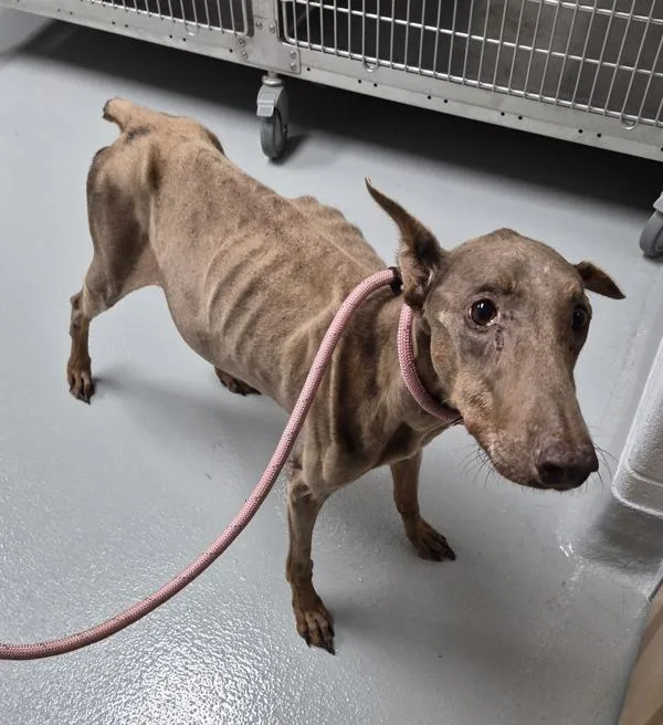 An adult large-sized female Doberman Pinscher dog named Nd  Zoie for adoption in Lawrenceville, GA