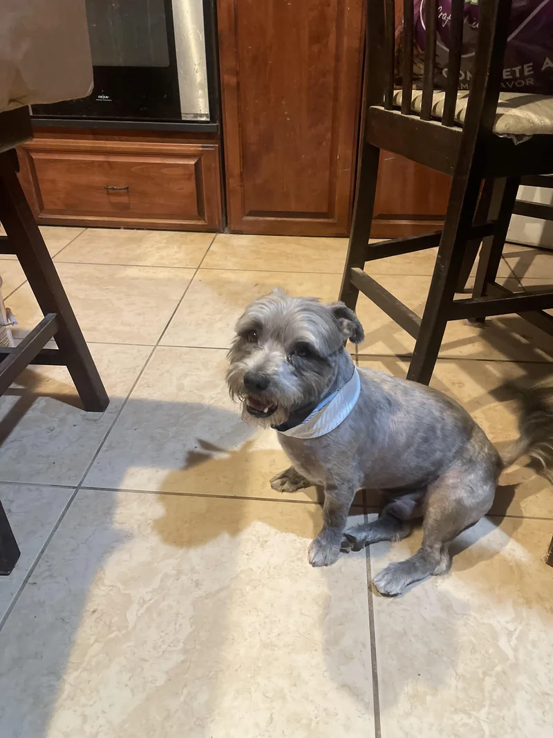 An adult small-sized male Gray / Blue / Silver Terrier dog named Perry for adoption in Monrovia , CA