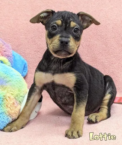 A baby small-sized female Fox Terrier dog named Lottie for adoption in Mason, MI
