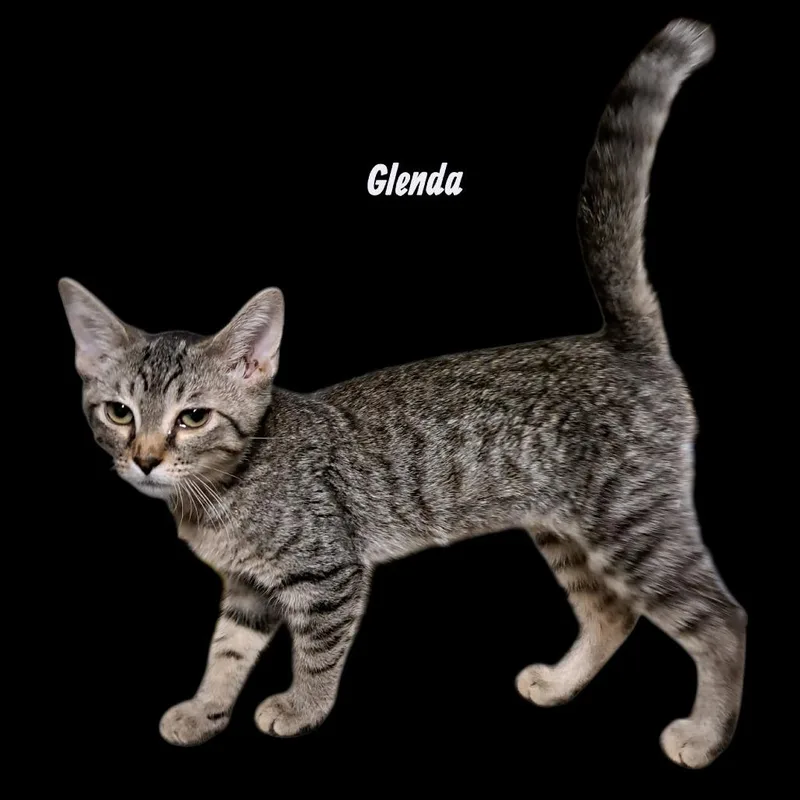 Glenda