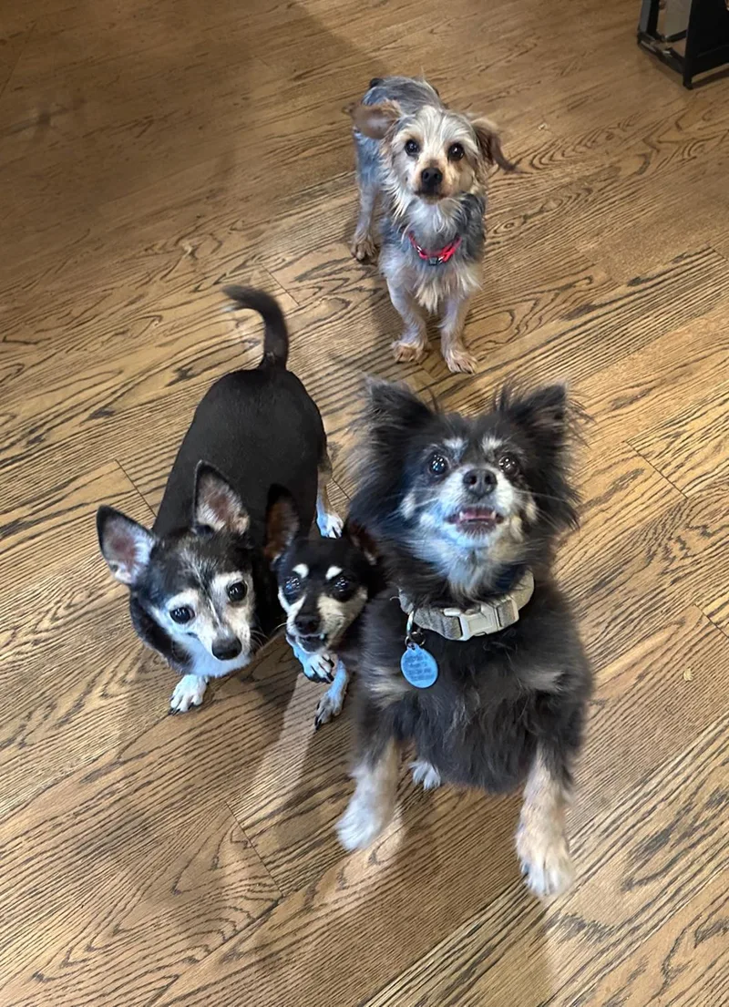 An adult small-sized male Gray / Blue / Silver Yorkshire Terrier dog named Michael for adoption in Corpus Christi, TX
