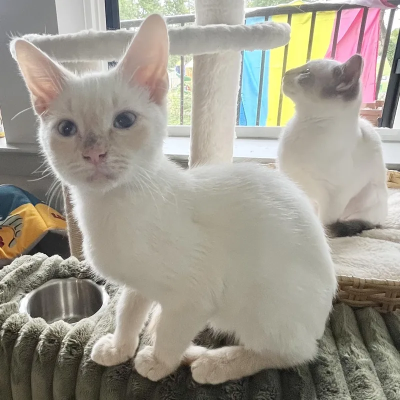 A baby small-sized male Flame Point Siamese cat named Tanglewood for adoption in Richmond, VA