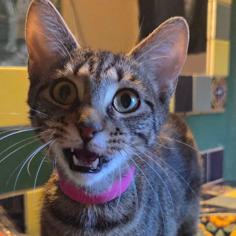 An adult medium-sized female Brown / Chocolate Domestic Short Hair cat named Ruby Rose for adoption in Hanna City, IL