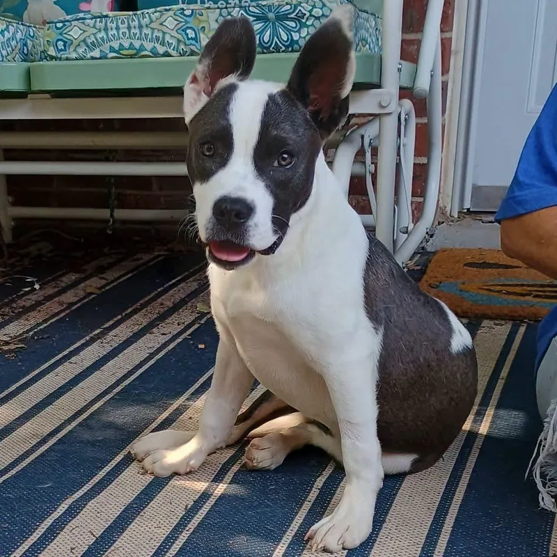 A baby medium-sized female Gray / Blue / Silver Pit Bull Terrier dog named Danica for adoption in Amarillo, TX