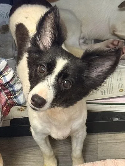 An adult small-sized female Mixed Breed dog named Venus for adoption in Georgetown, SC