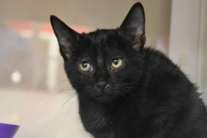 A young medium-sized female Domestic Short Hair cat named Lexie for adoption in Kansas City, MO