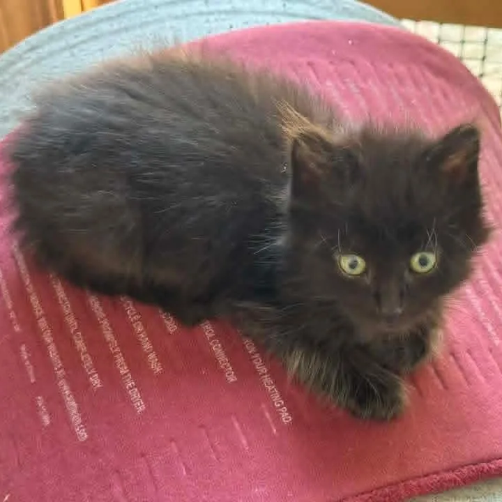 A baby medium-sized male Black Domestic Long Hair cat named Hades for adoption in Kentwood, MI