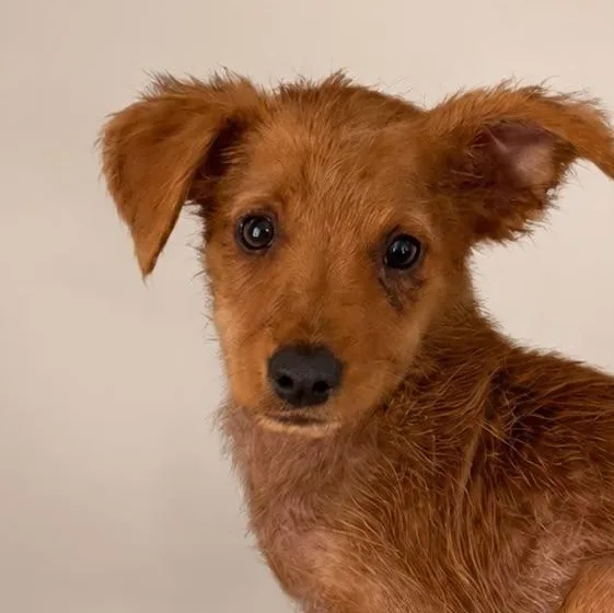 A baby small-sized male Red / Chestnut / Orange Wirehaired Dachshund dog named Curry for adoption in New York, NY