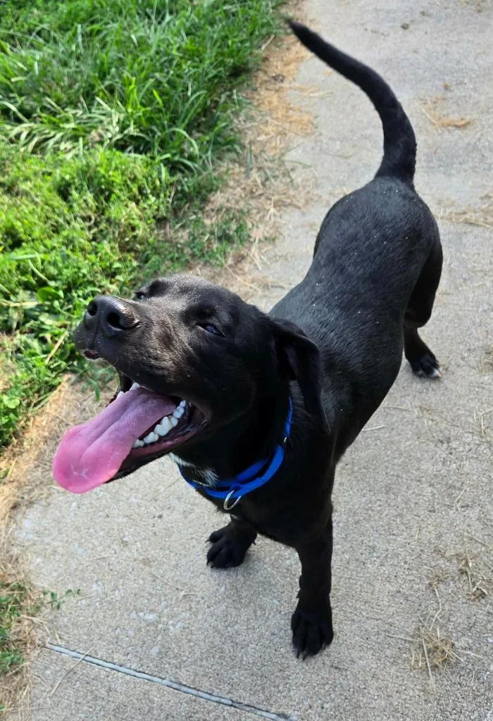 A baby medium-sized male Mixed Breed dog named Bolt Blue Collar for adoption in Moberly, MO