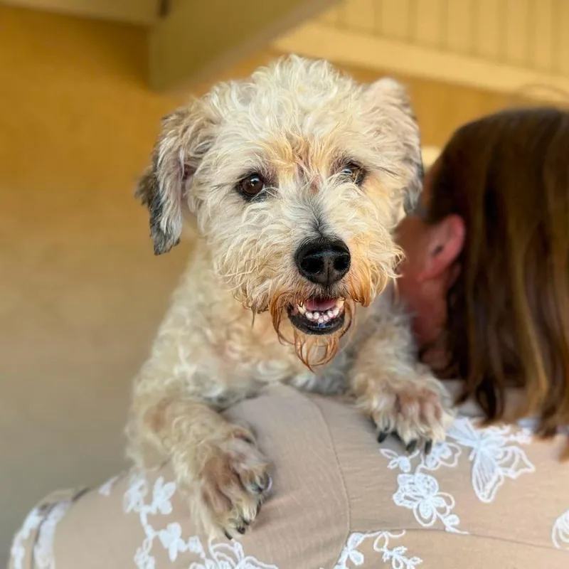 A senior medium-sized male Gray / Blue / Silver Border Terrier dog named Shakespeare for adoption in Ramona, CA