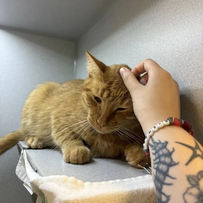 An adult large-sized male Orange / Red Domestic Medium Hair cat named Apollo for adoption in Pittsburgh, PA