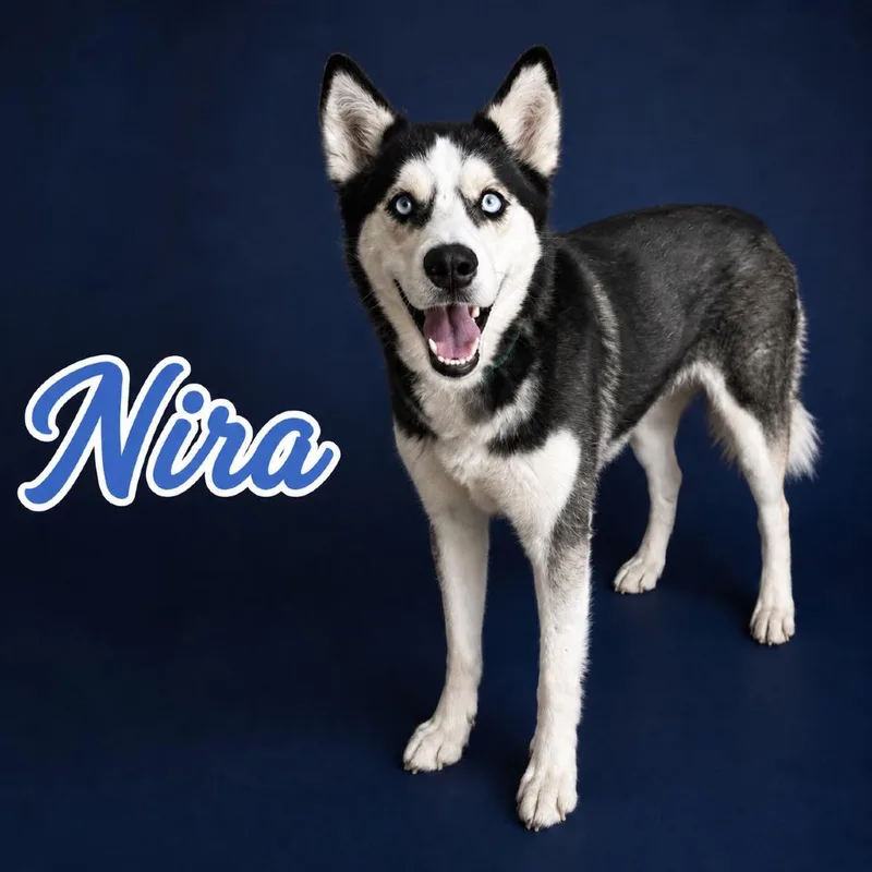 Nira