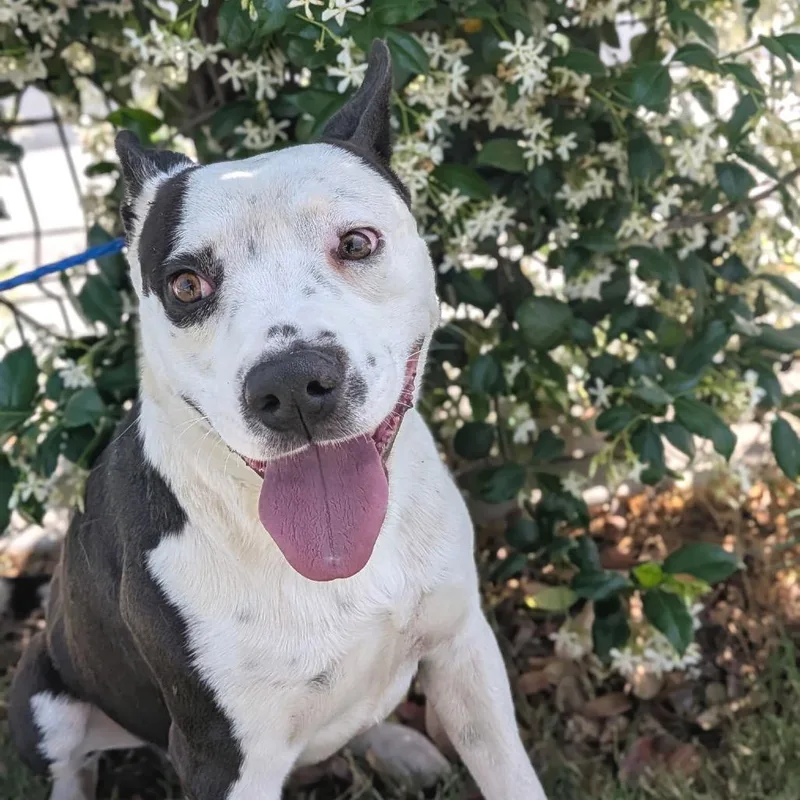 A young medium-sized male Black Mixed Breed dog named Prince for adoption in San Francisco, CA