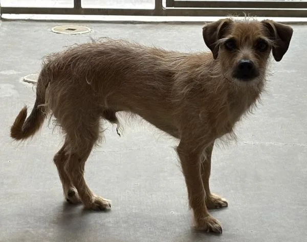 An adult small-sized male Terrier dog named Groot for adoption in Rio Rancho, NM
