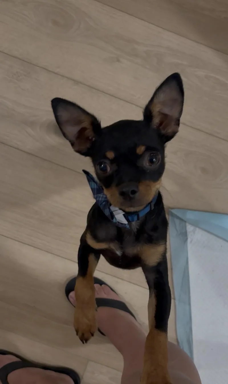 Bug thumbnail 5