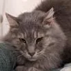 Mellie thumbnail 4